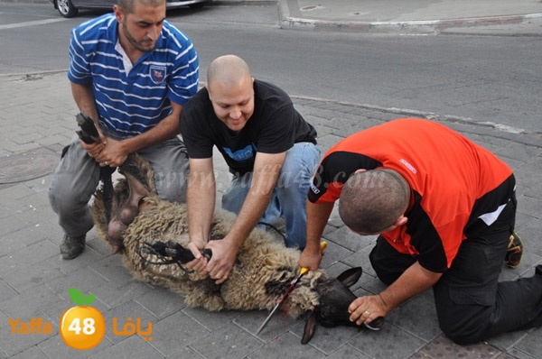 kharouof dabe7 (6).JPG